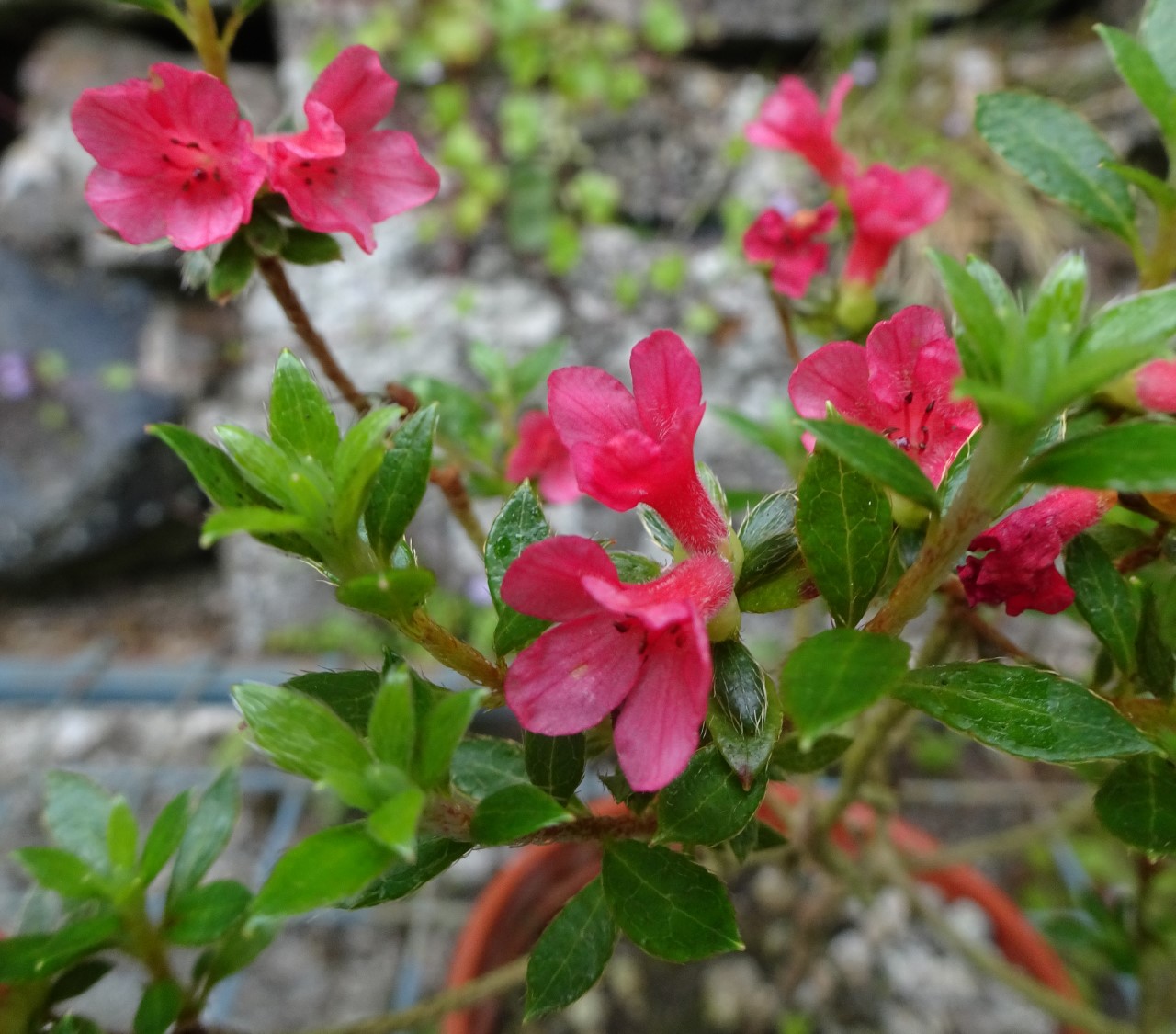 'Akabana-Hakone'